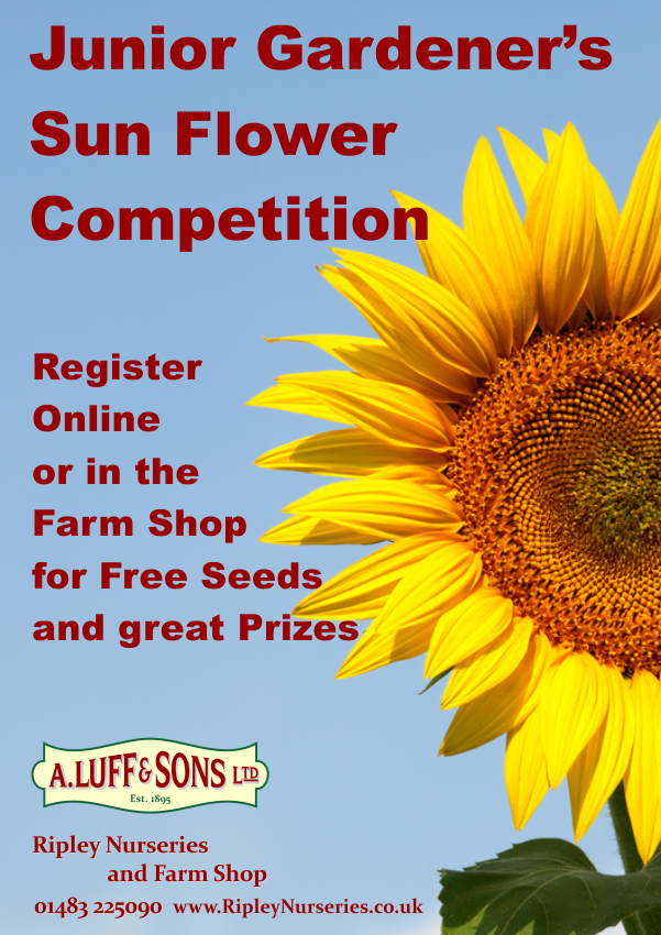Jnr Gardener's SunFlower Competition Ripley Nurseries Garden Centre
