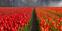 Plant tulips