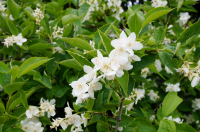 Once early summer shrubs finish flowering, it’s time to give them a prune
