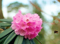 The plant of the month for April is the rhododendron