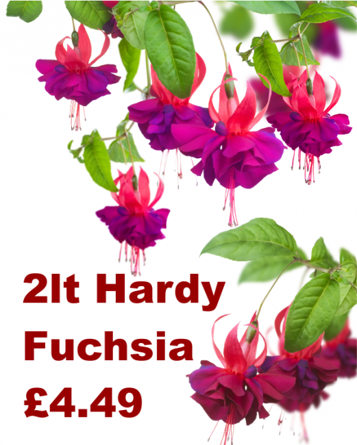 Hardy Fuchsias