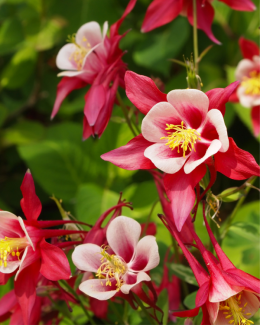 Aquilegia Winky Mixed Perennial Solutions