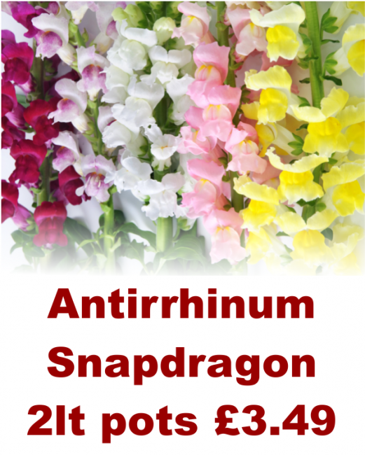 Antirrhinum- SnapDragon