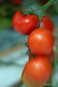 Our Tomato Supplier