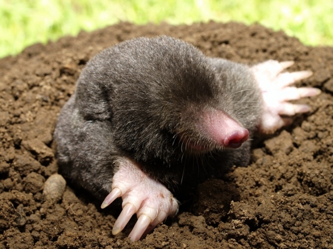 Picture of Moles - WebMD