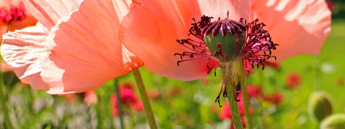 Harvesting Poppy Seeds - Ripleys
