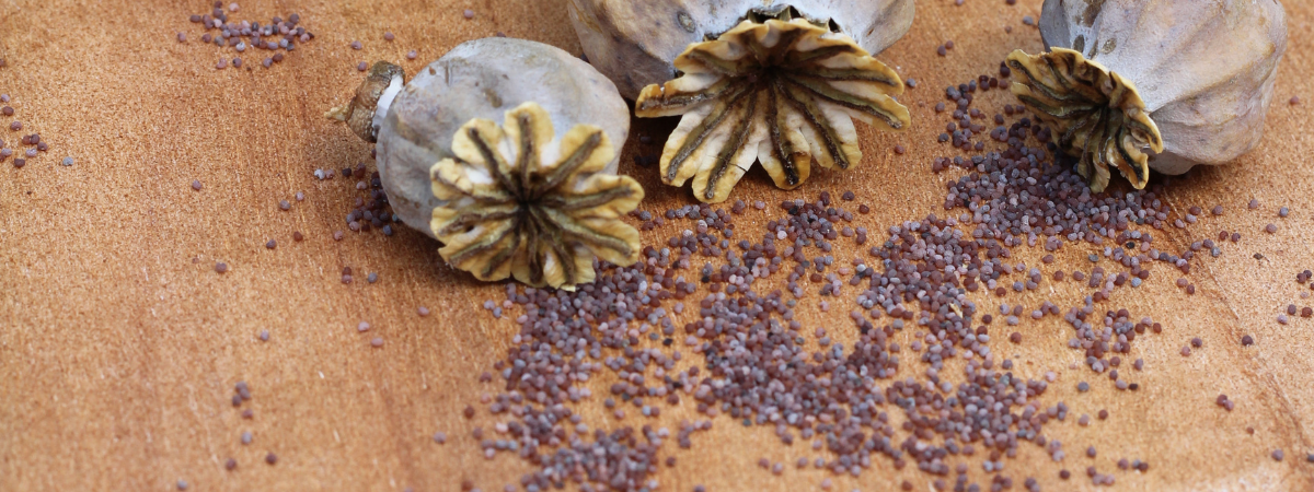 Harvesting Poppy Seeds - Ripleys