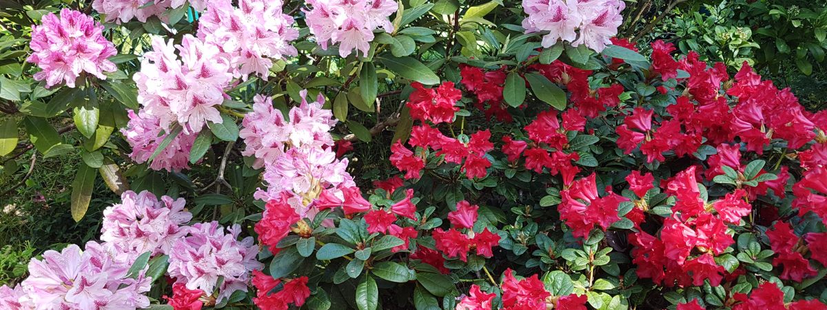 Ripley Nurseries Rhododendrons