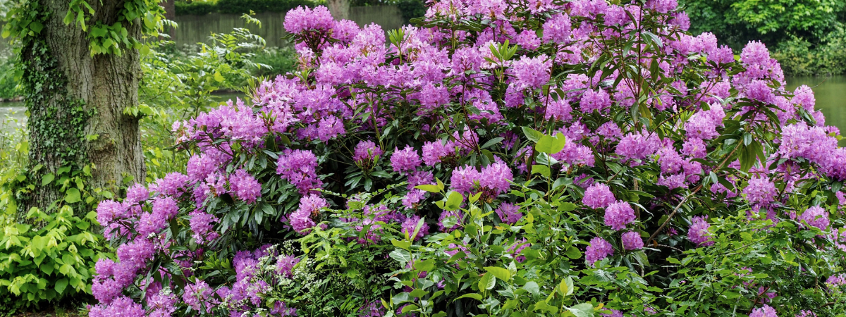 Ripley Nurseries Rhododendrons