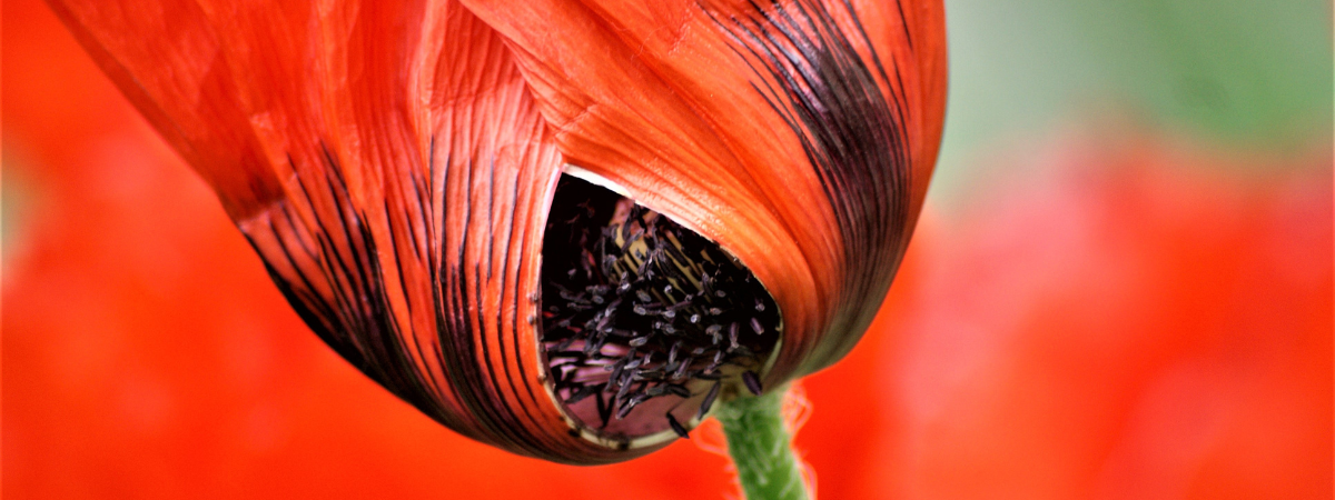 Harvesting Poppy Seeds - Ripleys