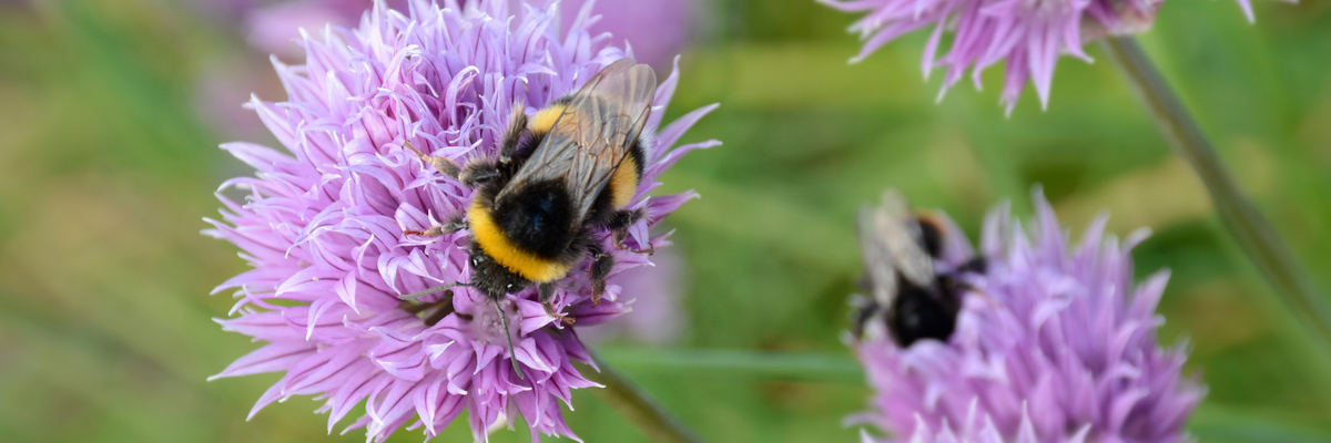 Bumble Bee on chives - Ripley