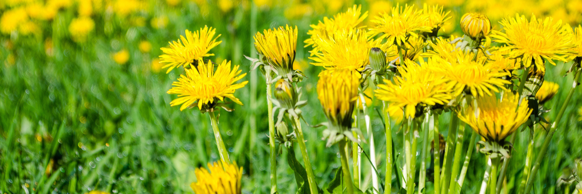 Flowering Dandelions in lawn - Ripley