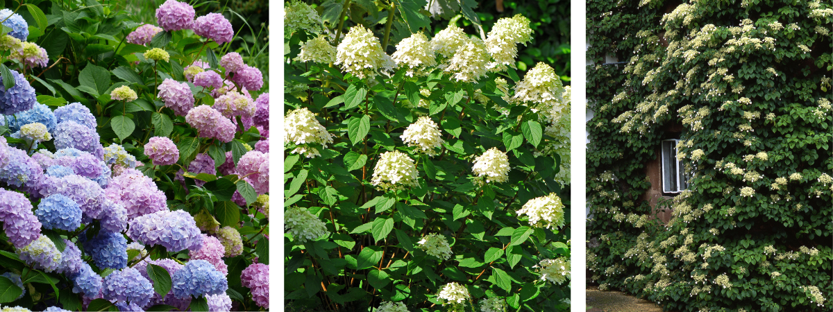Hydrangeas at Ripley Nurseries in Surrey 