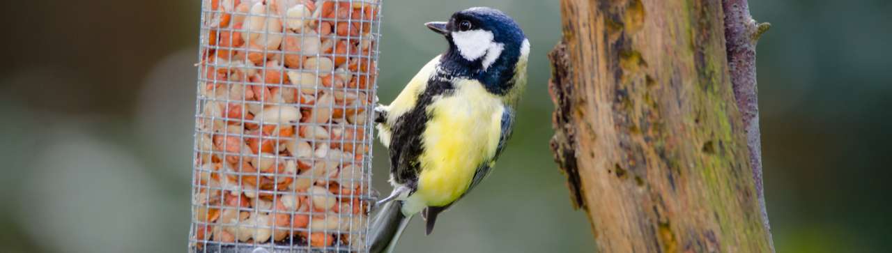 Big Garden Birdwatch - Ripley