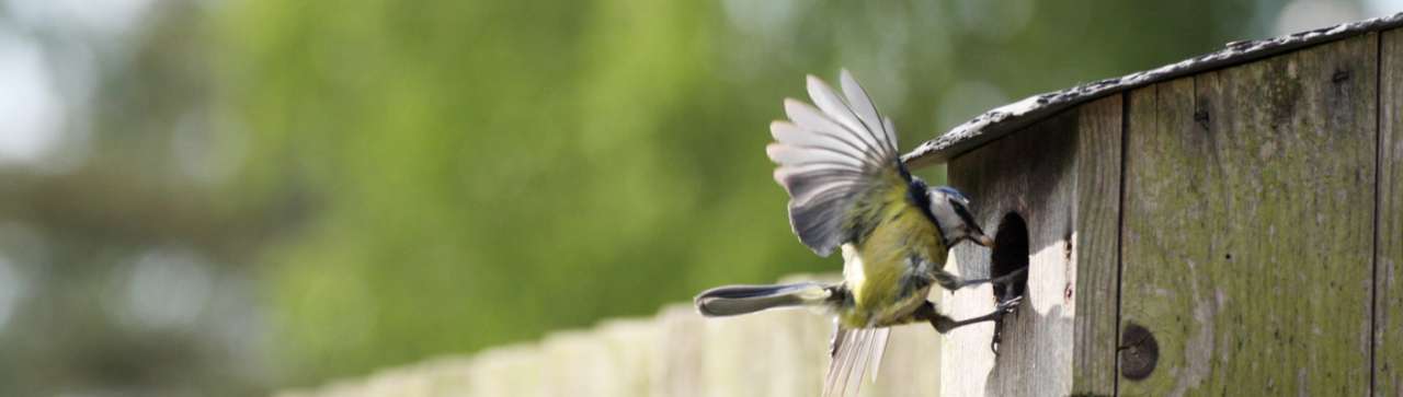 Big Garden Birdwatch - Ripley