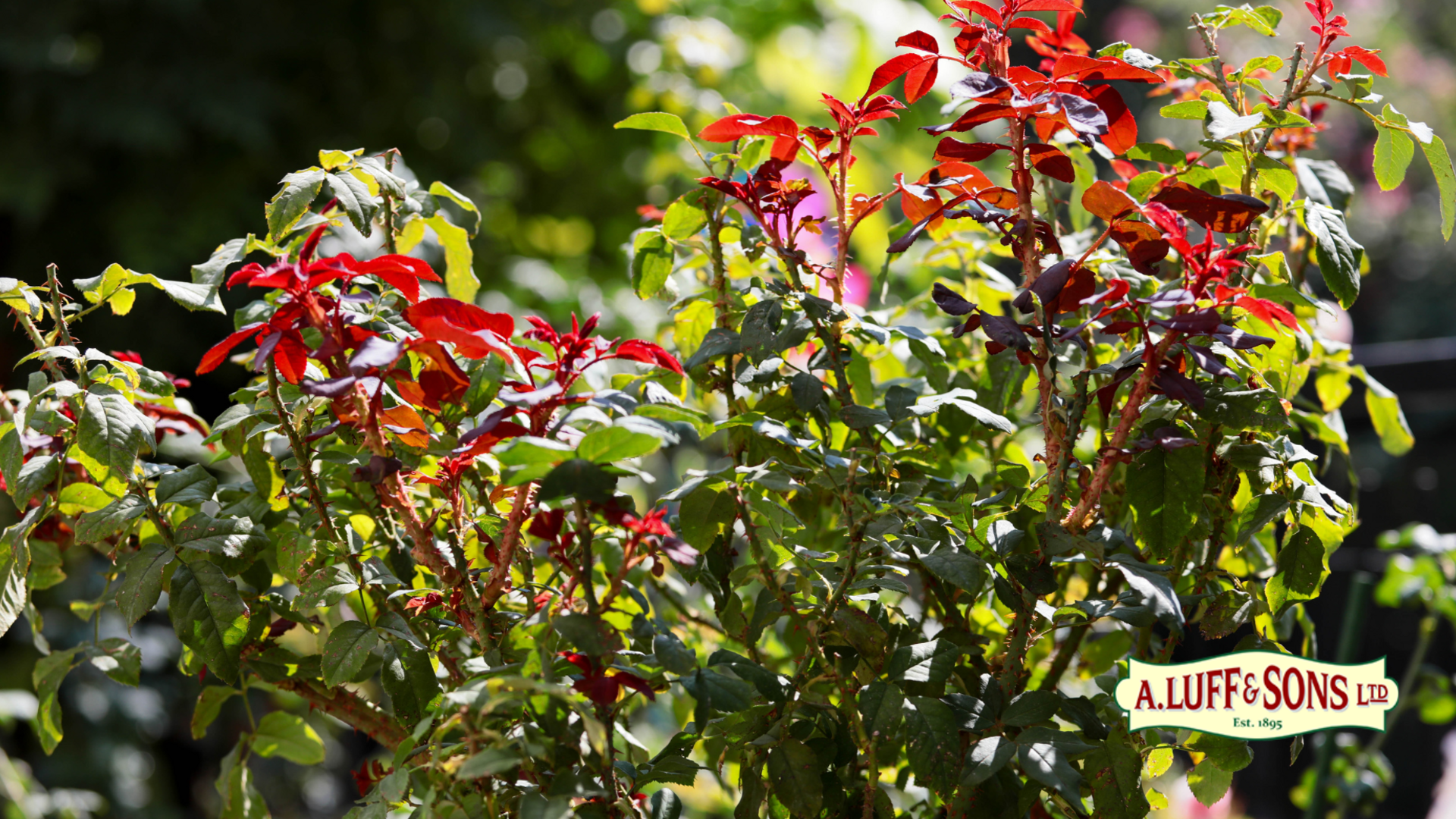 Plants are waking up