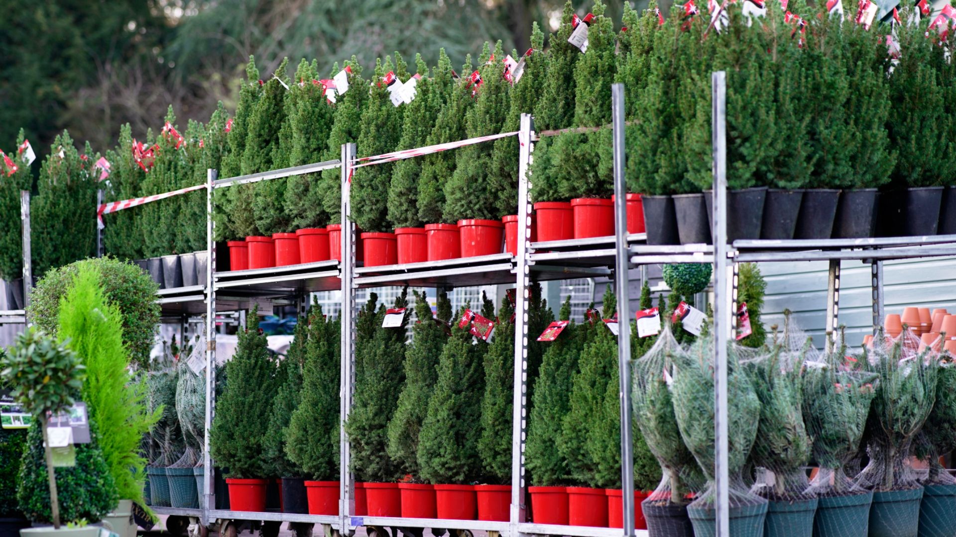 Potted Christmas Trees