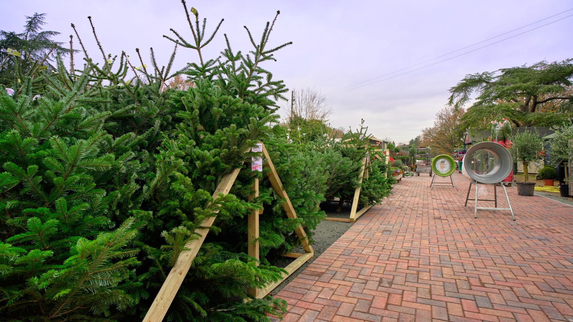 Same Great Trees at Great Prices
