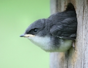 Looking After Wild Birds Looking After Wild Birds