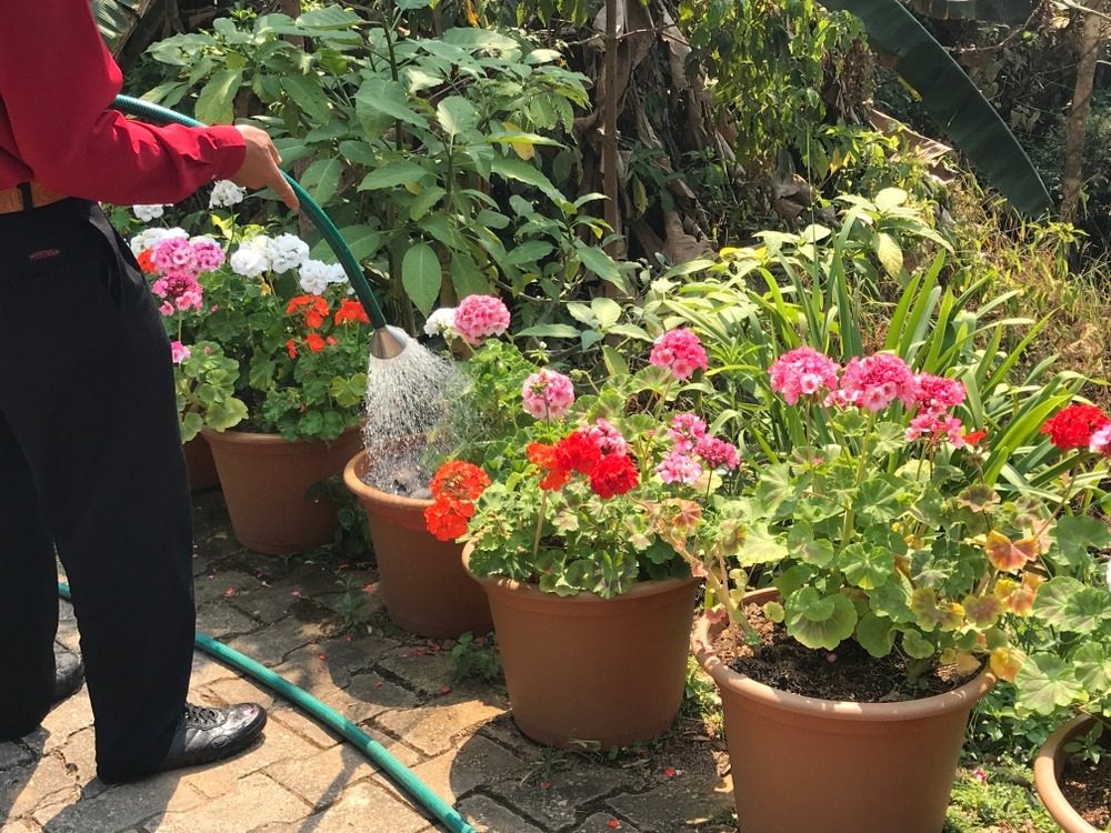 7 container gardening mistakes to avoid Ripley Nurseries Garden