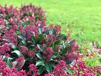 7 tips for a strong Skimmia