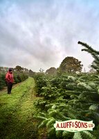 Choosing a British Grown Christmas Tree