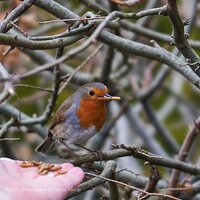 Choosing the right nest box for your garden birds