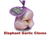 Elephant Garlic fresh from The Garlic Farm IOW