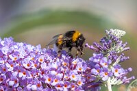 Five ways to support the bumble bees