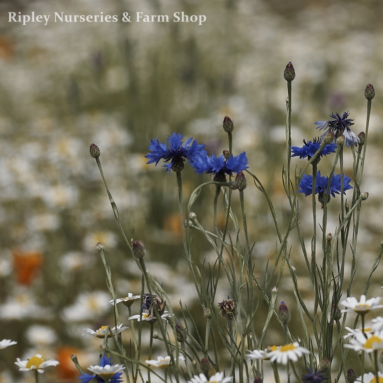 Flower seeds to sow in March Ripley Nurseries Garden Centre Farm