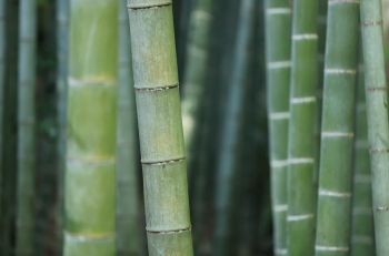 Grow Bamboo in the garden