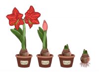 Growing Amaryllis Bulbs