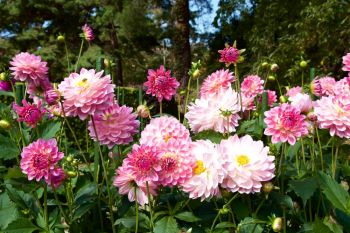 Growing Dazzling Dahlias