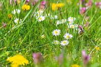 How no mow may helps garden wildlife