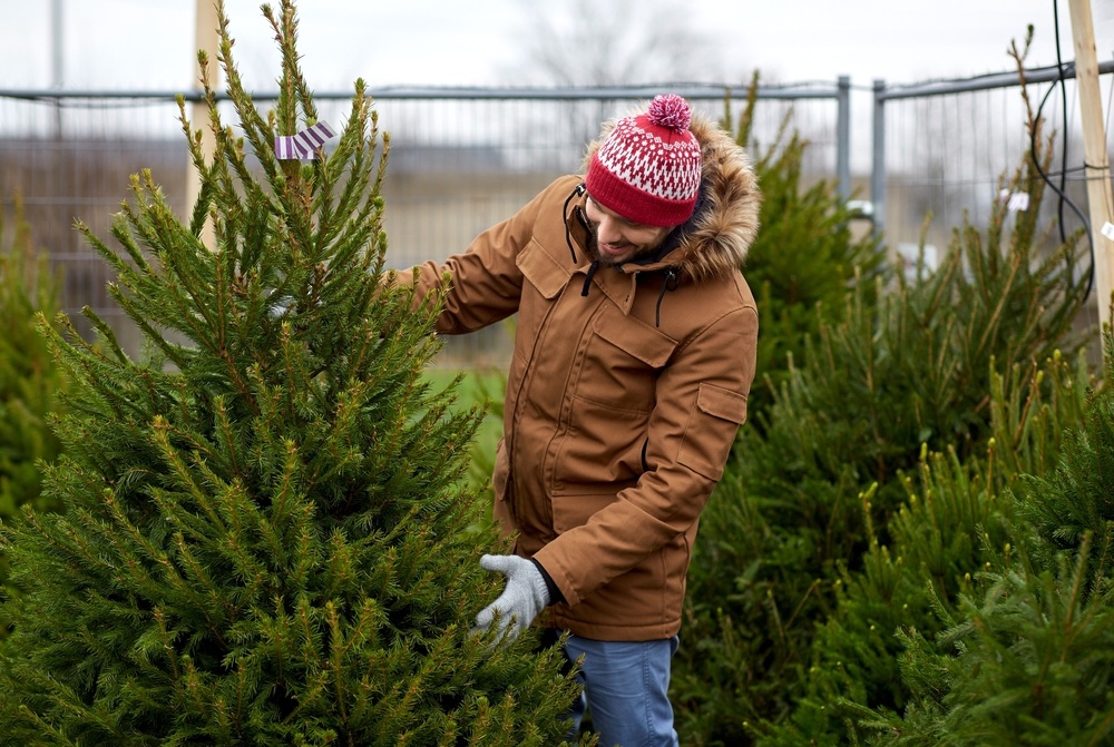 How to choose the perfect Christmas tree - Ripley Nurseries - Garden ...