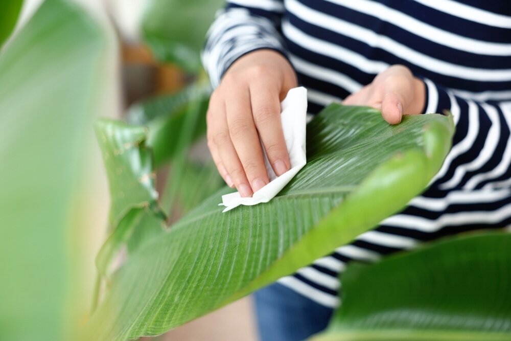 How to clean your houseplants Ripley Nurseries Garden Centre Farm Shop Guildford Surrey