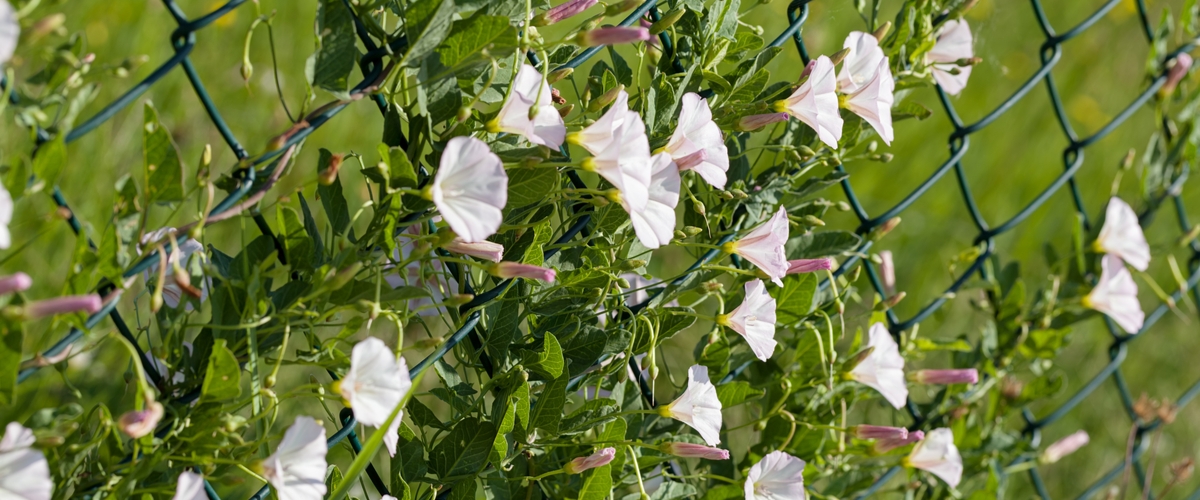 How To Get Rid Of Hedge Bindweed The Dreaded Plant That Won't Go Away