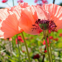 How to Harvest and Sow Poppy Seeds