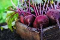 How to harvest beets 