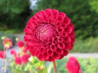 July's plant of the month is the dahlia