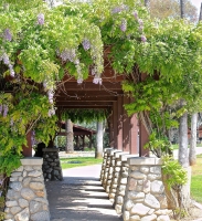 Give wisteria its summer prune