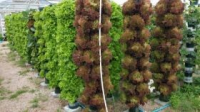 Salad yields boosted by vertical system