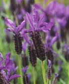 Plant of the Week: Lavender