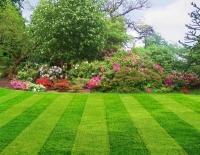 Help your lawn survive the summer