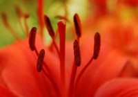 Plant lilies