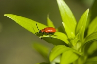 Lily Beetles