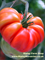 Heinz to turn tomatoes into plastic