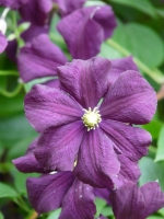 Plant of the week - Clematis