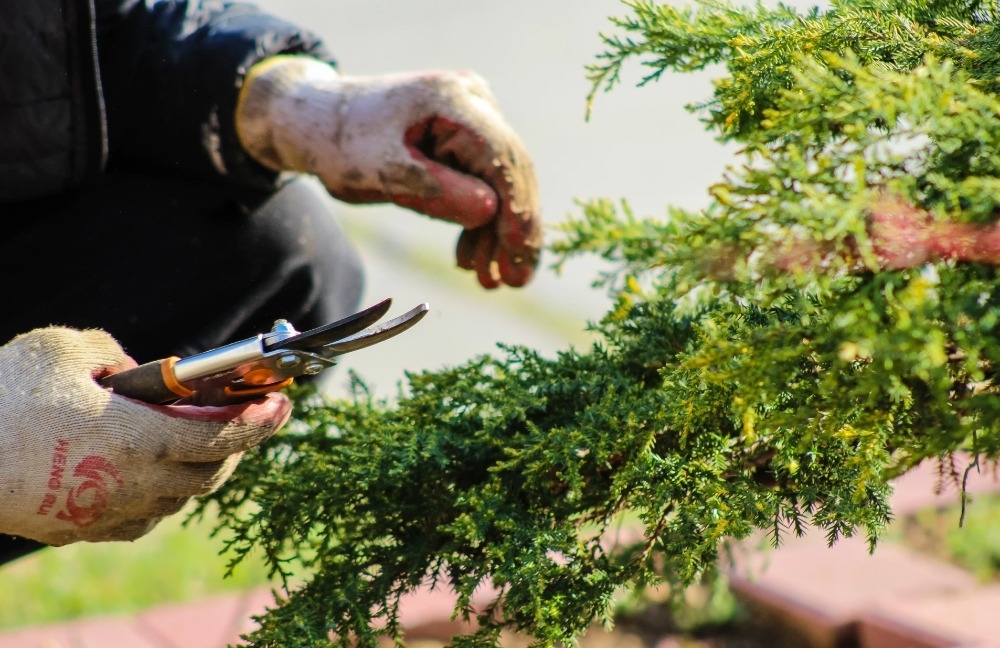 Plant care products to use in summer Ripley Nurseries Garden Centre