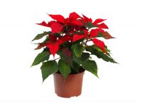 Plant of the moment: Poinsettia